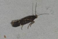 Aroga velocella