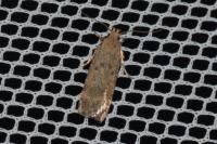 Pexicopia malvella