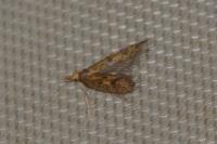 Aplota palpella