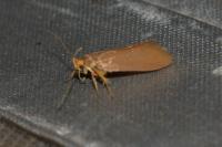 Crassa unitella