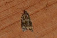 Celypha lacunana