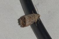 Cydia splendana
