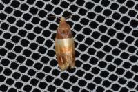 Epinotia festivana