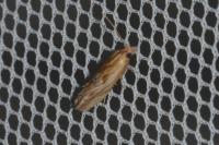 Eucosma gr. cana