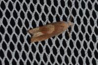 Eucosma conterminana