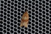 Argyrotaenia ljungiana