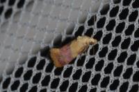 Diceratura ostrinana