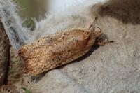Agonopterix nervosa