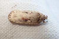 Agonopterix ocellana