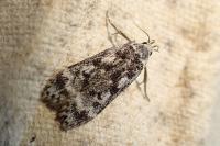 Anacampsis