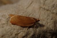 Clepsis consimilana