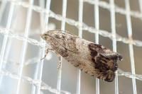 Cydia splendana