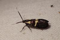 Dasycera oliviella