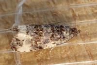 Endothenia