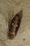 Gelechia sororculella