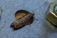 Gelechia sororculella