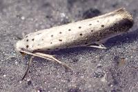 Yponomeuta rorrella