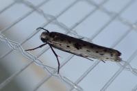 Yponomeuta plumbella