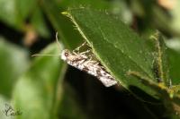 Scythropia crataegella