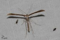 Emmelina monodactyla