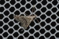 Alucita hexadactyla
