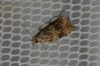 Celypha lacunana