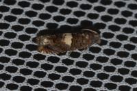 Epiblema gr. sticticana
