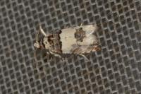Epinotia thapsiana