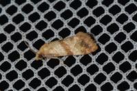 Phalonidia contractana