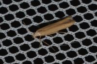 Batrachedra parvulipunctella