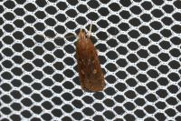 Helcystogramma triannulella