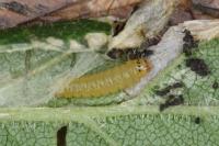 Parornix torquillella