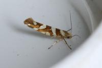 Argyresthia goedartella