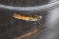 Argyresthia goedartella