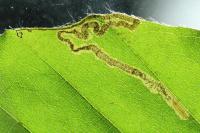 Stigmella hemargyrella