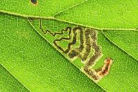 Stigmella tityrella