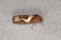 Epiblema foenella