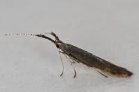 Coleophora mayrella