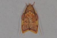 Carcina quercana