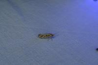 Ornativalva plutelliformis