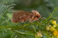 Korscheltellus fusconebulosus