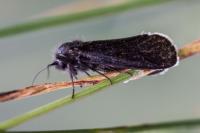 Typhonia ciliaris