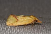 Agapeta hamana