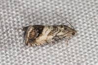 Cydia splendana