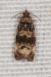 Endothenia
