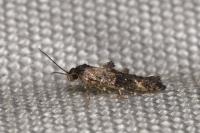 Epermenia chaerophyllella