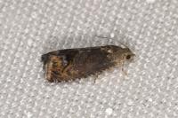 Cydia splendana