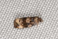 Endothenia