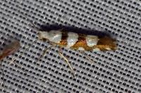 Argyresthia brockeella