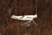 Argyresthia bonnetella